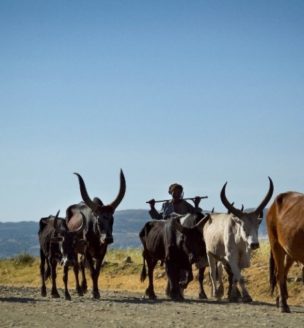 A Man with Cattle in Tigray Ethiopia
