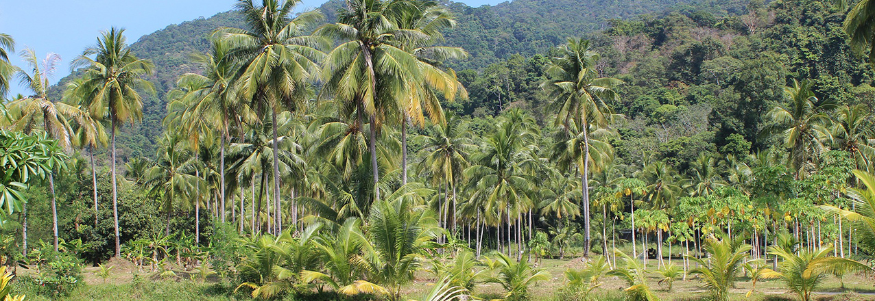 Rain forest in Indonesia