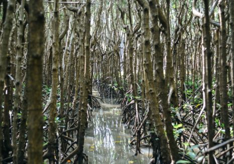 Property boundaries in community-managed mangrove forests of Sulawesi, Indonesia.