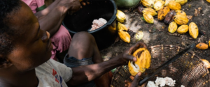 Chocolate’s Sustainability Challenge