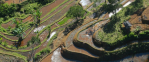 Six Lessons from thr First Investor Survey on Land Rights