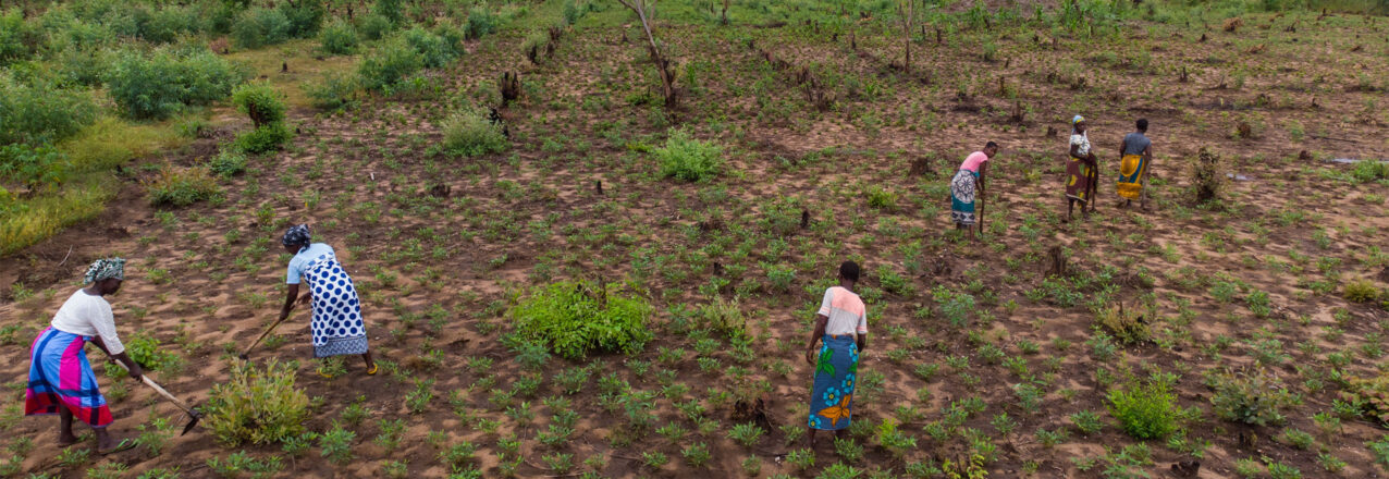 Drone-level image of several women using tools to work a field.