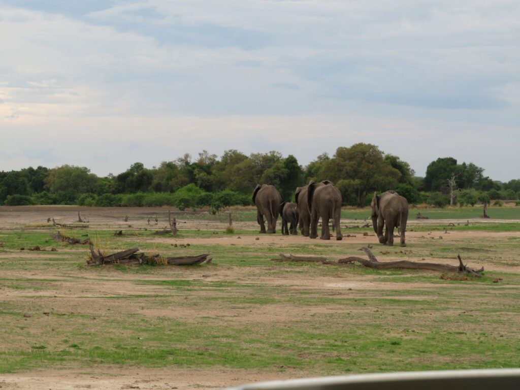 elephants