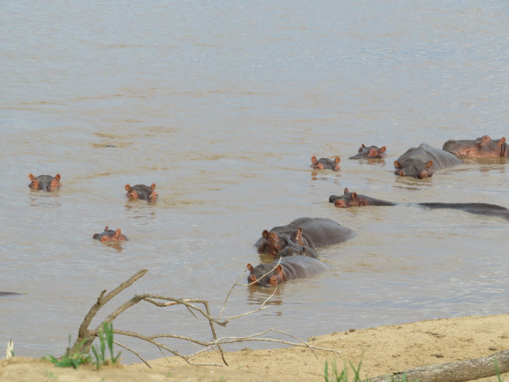hippos in water