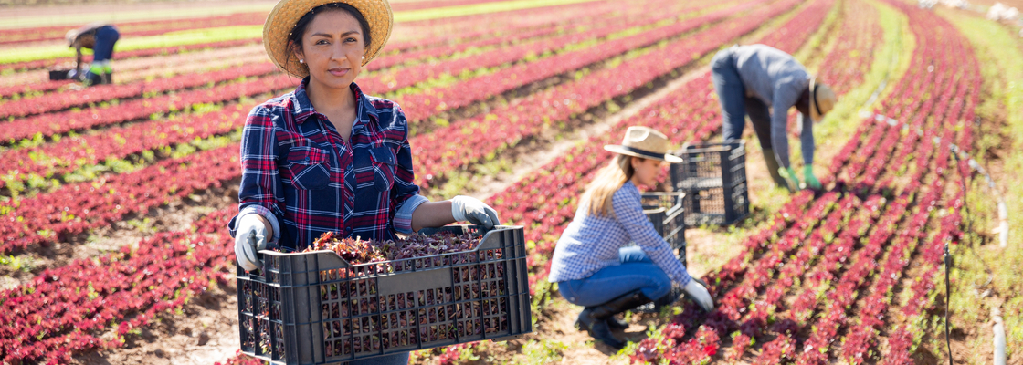 woman with crate people in field