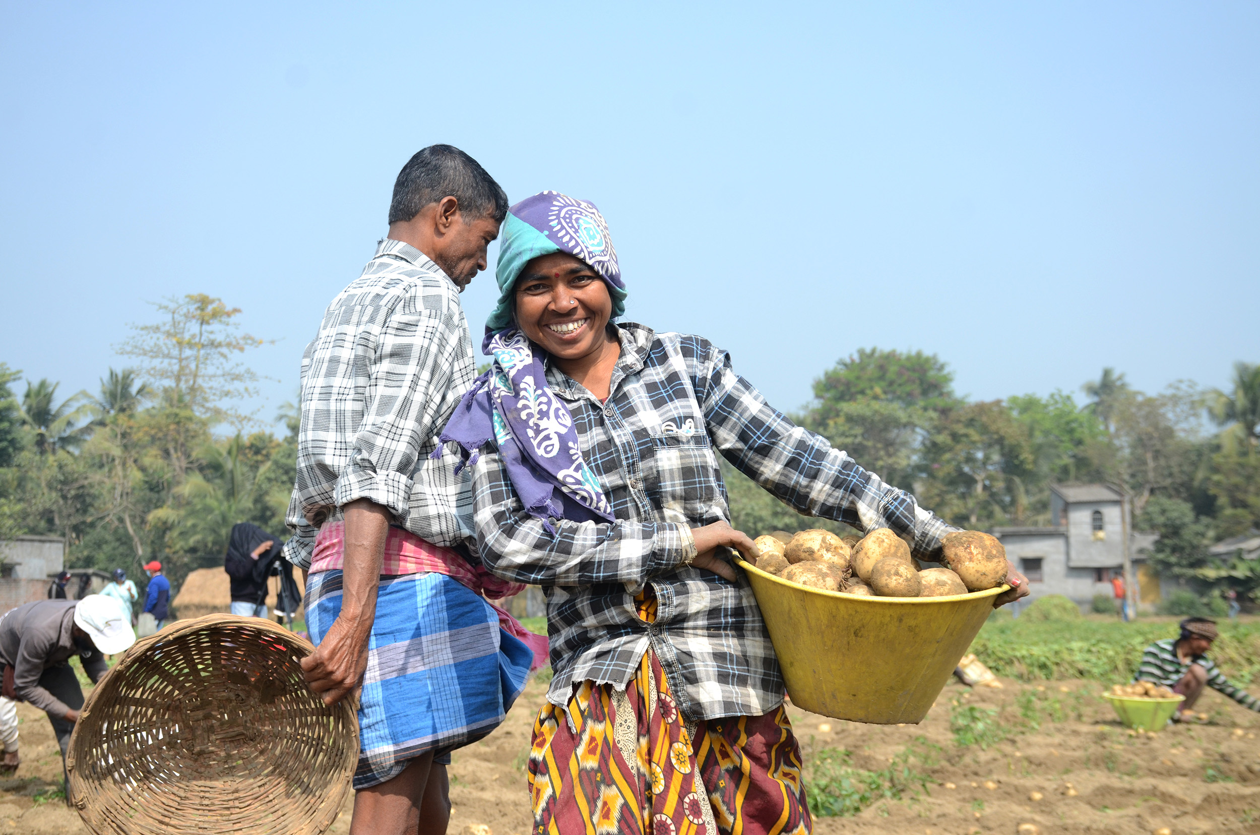 8_Potato harvest in Moloypur