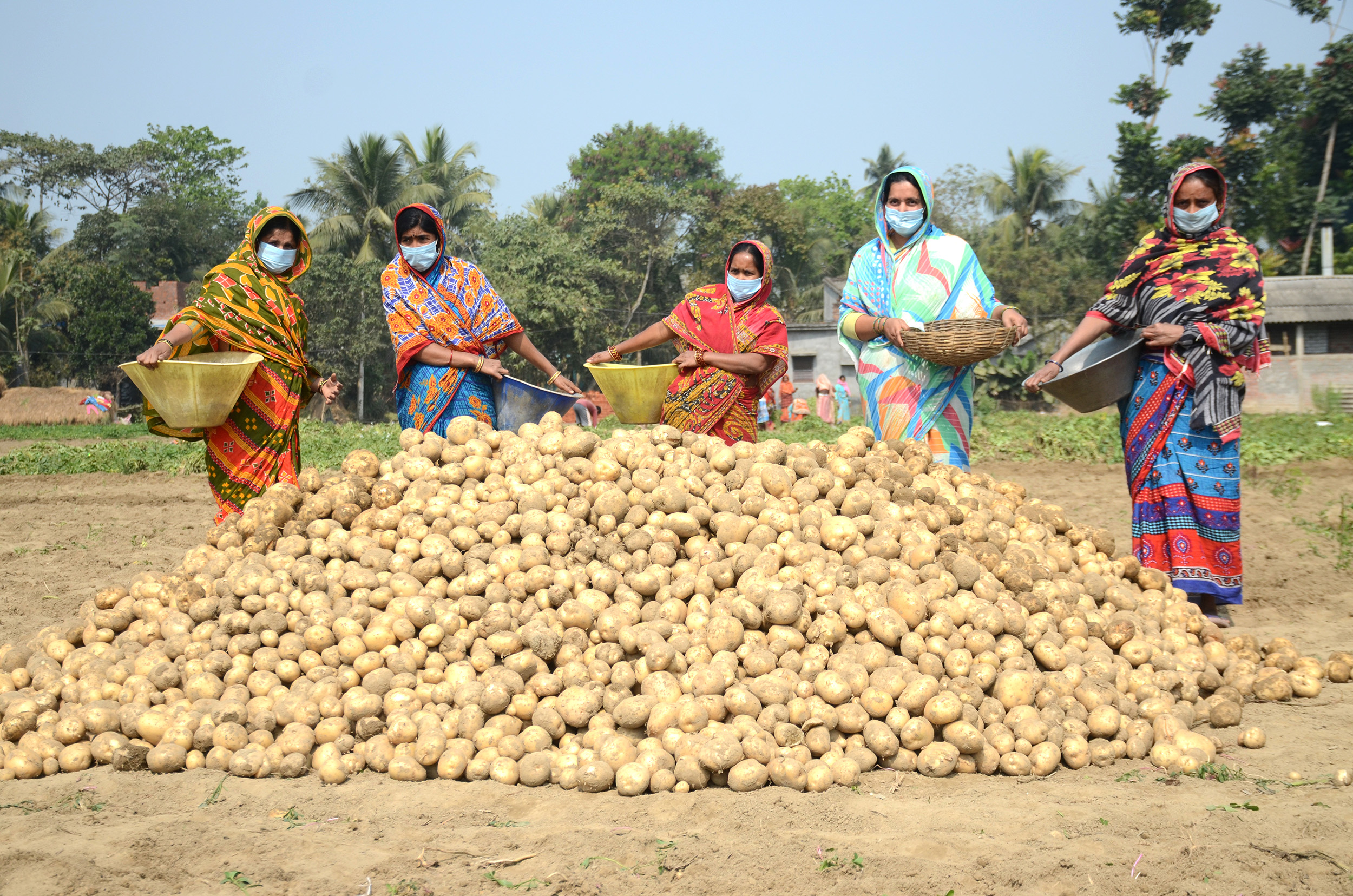 9_Eid Mubarak potato harvest