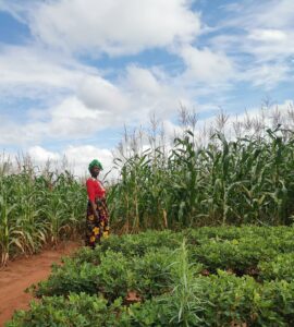Margaret Dyson on her land in TA Mwansambo. 