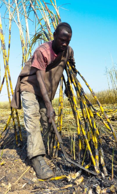Champions-photo-1_v2 A man harvests sugarcane in his fields.
Credit: Sandra Coburn.