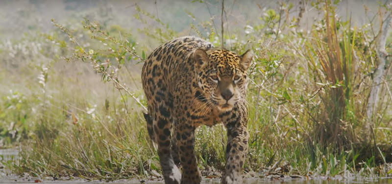BigCat_800x375