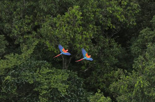 Macaws_500x330