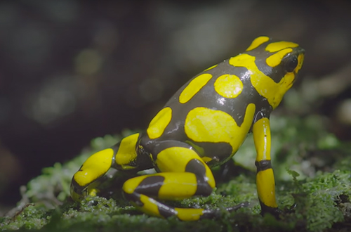 TreeFrog_500x330