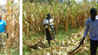 Split image - left side features two women posing together in a corn field. Right image features a man and woman taking crop samples in a corn field.