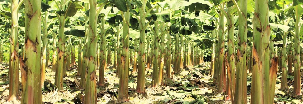 a field of plantain trees