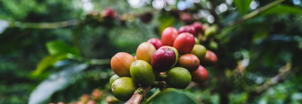 a branch of a coffee plant