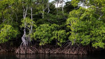 Image of mangrove trees above a waterway as seen from a boat.