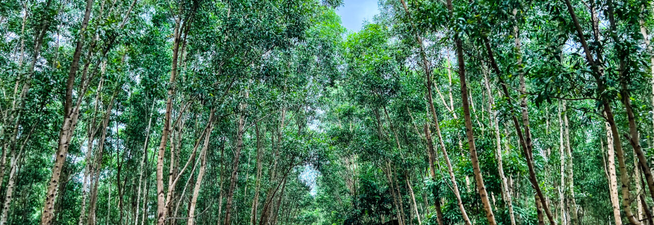 Image of a plantation taken from the center of a dirt road. Tall trees stretch skyward on either side of the road.