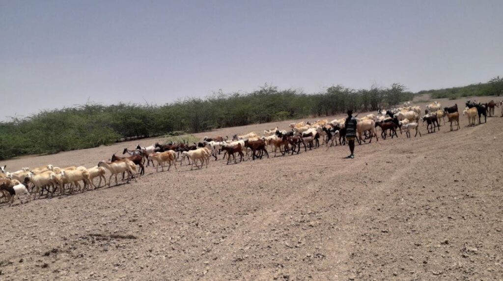 A pastoralist herds cows