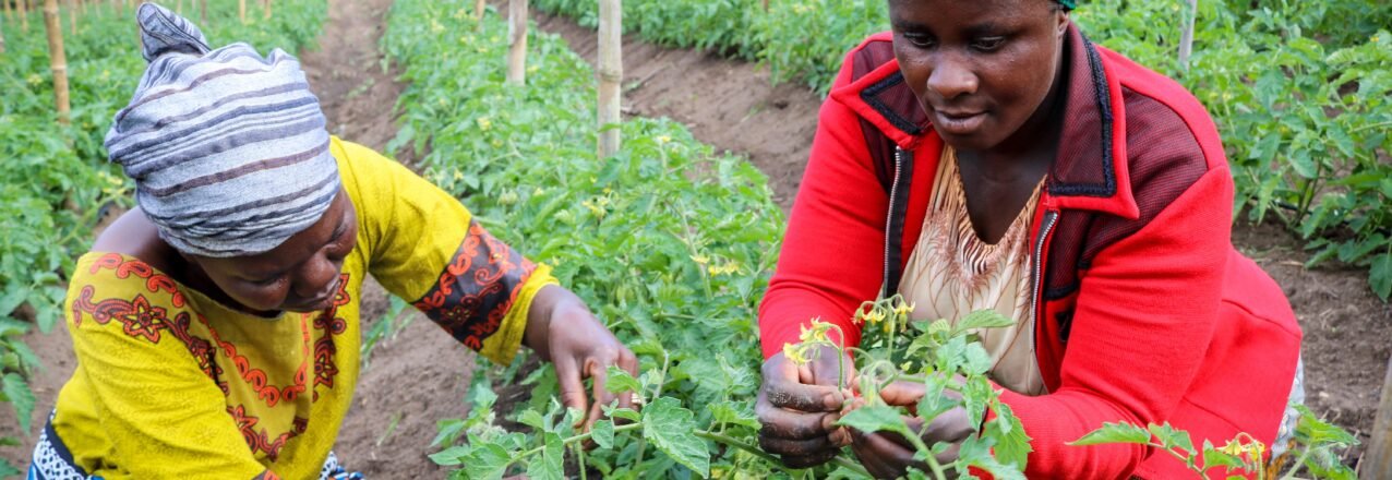 Two women examining plants in a cultivated field in Mafinga, Tanzania.