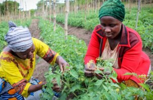 Two women examining plants in a cultivated field in Mafinga, Tanzania.