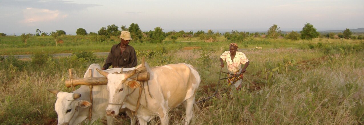 Farmers work a field with a pair of oxen in northern Uganda.