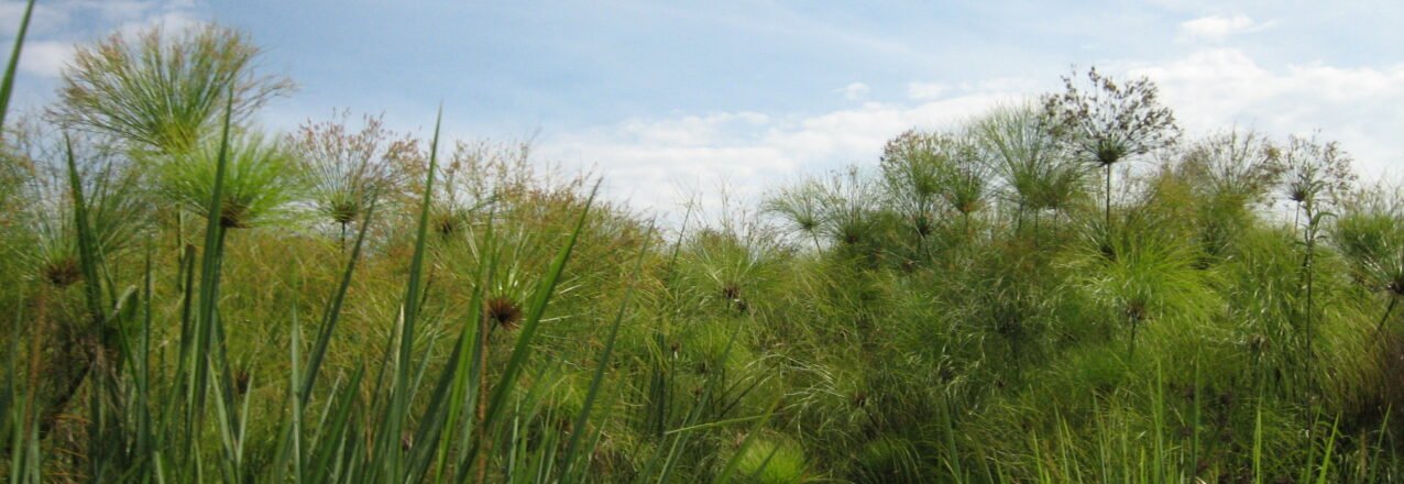 Papyrus growing in a wetland in Uganda’s Kabarole district.