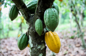 Cocoa tree in Côte d’Ivoire