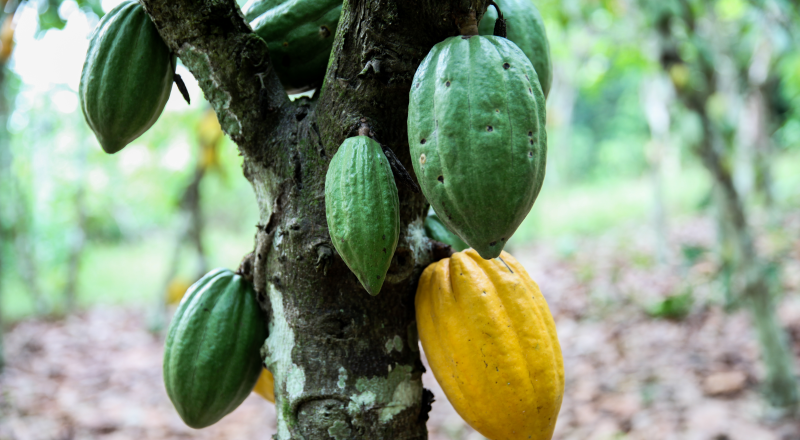 Cocoa tree in Côte d’Ivoire
